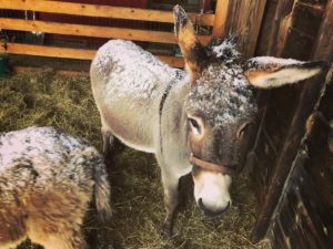 25022475_1796289297330936_3064325532083552256_n